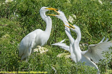 white egret feeding chicks